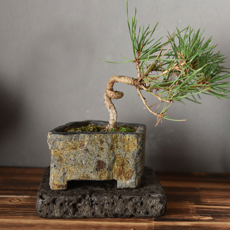 وعاء زهور من الحجر البازلتي ال - مراجعة Bonsai Garden Chinese Garden وسعره